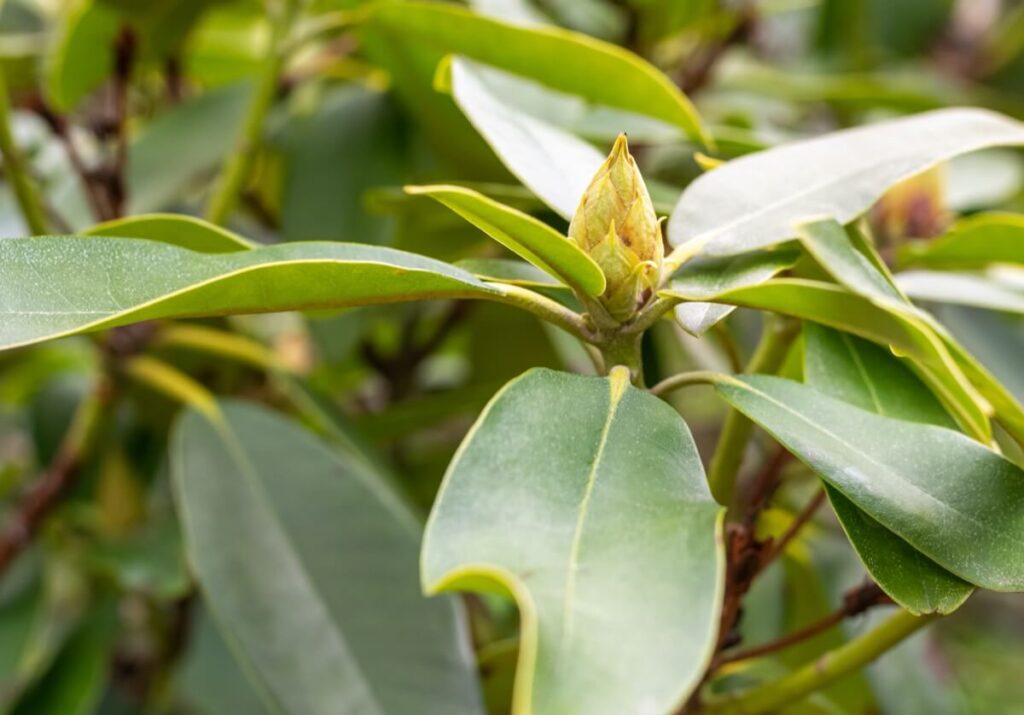 Ashwagandha - żeń-szeń indyjski