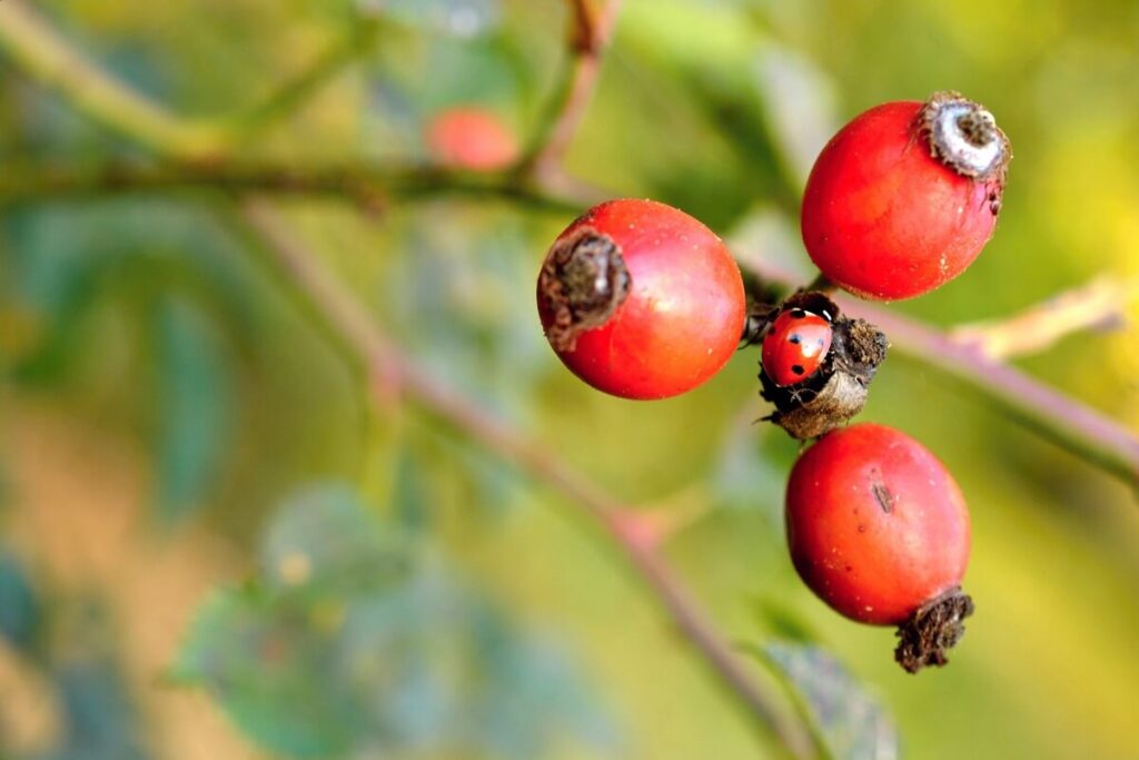 Guarana